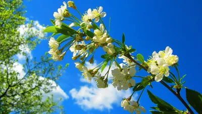 Обои весна, цветение, ветка, дерево, персики картинки на рабочий стол, фото  скачать бесплатно