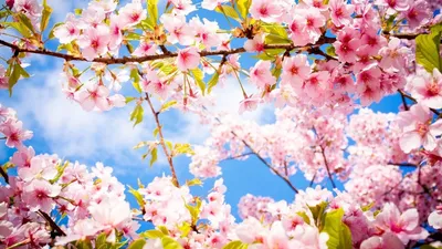 Скачать обои весна, мимоза, spring, mimosa разрешение 1280x720 #85171