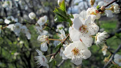 Солнечная погода весной в поле - обои для рабочего стола, картинки, фото