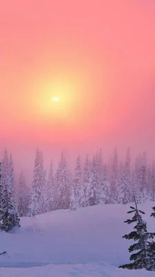 Скачать 1080x1920 обои Зима, Снег, Дерево, Замораживание, Ель | Пейзажи,  Зимние сцены, Картины с изображением природы