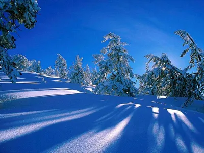 Обои зима, лес, снег, деревья, река, river, winter, forest, snow, trees,  5K, Природа #23942