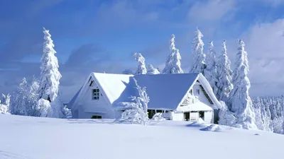 Флизелиновые фото обои зима в лесу 254x184 см Картина маслом (11601V4)+клей  купить по цене 1200,00 грн