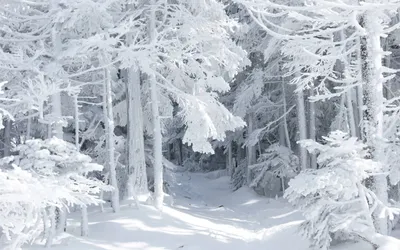 Настенная Роспись Фото Обои Красивые Пейзажи Обои Зима Снег Обои Пейзаж Фон  Стены От 1 685 руб. | DHgate