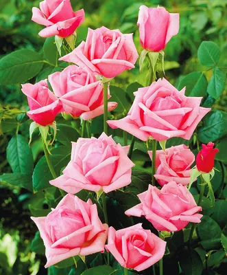 Как вырастить розу в картофеле - советы по размножению роз - Lifestyle 24