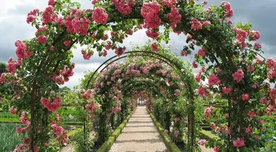 Букет розовых роз с открыткой и серебряной лентой Фон Обои Изображение для  бесплатной загрузки - Pngtree
