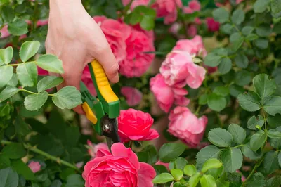 Подготовка цветов к зиме. Как правильно обрезать розы и гортензии? | Сад |  Дача | Аргументы и Факты