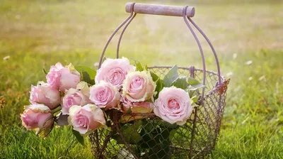 Уход за розами весной: чем подкормить, как обрезать и когда сажать | ivd.ru