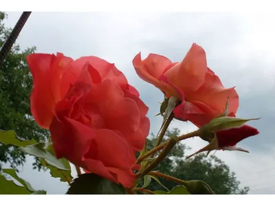Роза садовая - Rose. Уход за розами, выращивание роз. Классификация роз