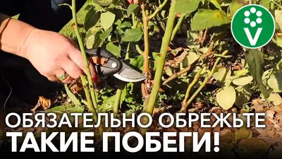 КАК ОБРЕЗАТЬ РОЗЫ НА ЗИМУ? При такой обрезке розы не вымерзнут! - YouTube