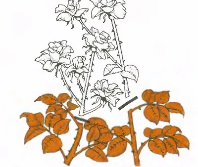 Зимняя и летняя обрезка роз • Розы и сад