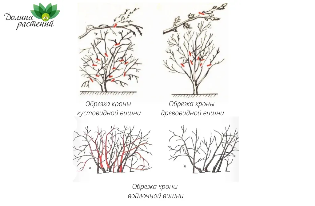 Обрезают ли вишню весной. Кустовидная вишня обрезка. Вишня обрезка и формирование кроны весной. Обрезка кустовой вишни. Обрезка кустовой вишни весной схема.