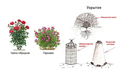 Как и когда правильно обрезать вишню по схеме