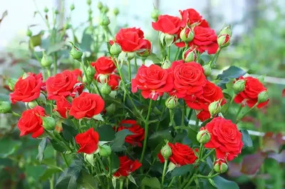 Обрезка роз - как правильно обрезать розы весной | Блог DonPion