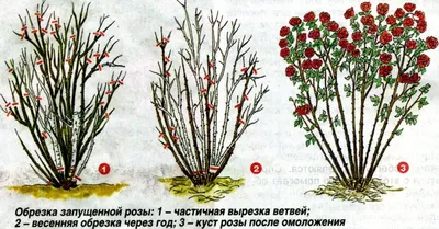 Раскрытие роз 3 и 4 климатической зоны | Обрезка роз