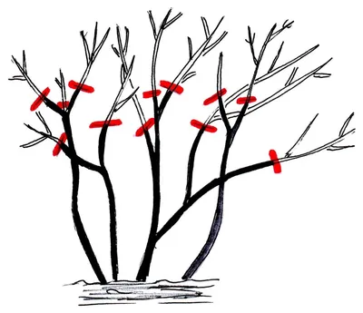 Как обрезать розы: весенняя, летняя и осенняя обрезка роз, когда лучше  обрезать и как правильно | Houzz Россия