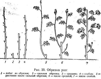 Как правильно обрезать розы
