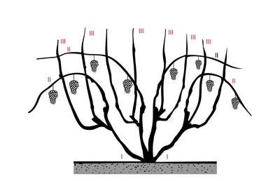 Обрезка винограда осенью