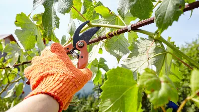 Обрезка винограда летом для начинающих: как правильно обрезать грушу в  июне, июле, августе, советы для начинающих садоводов, пошаговая инструкция  в картинках со схемами