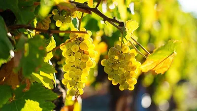 Обрезка винограда осенью для начинающих: как и когда правильно делать в  пошаговых картинках | Виноград, Садовые деревья, Садовые грядки