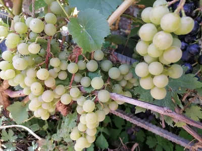 Формирование винограда, обрезка в картинках для начинающих | уДачный проект  | Дзен