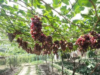 Блог про виноград Киушкина Николая: Арочная шпалера или пергола для  винограда