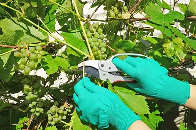 Зачем летом обрезать виноград и почему это важно | Дом и сад | Дзен