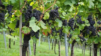 Формирование винограда, обрезка в картинках для начинающих | уДачный проект  | Дзен