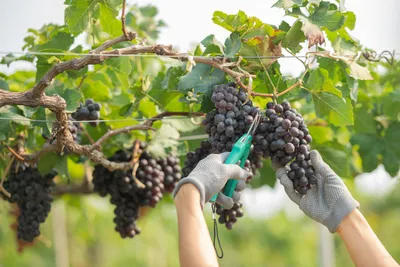 Как правильно обрезать виноград: инструкция для начинающих | ivd.ru
