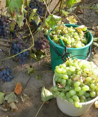 Как посадить виноград весной саженцами: правила посадки и выращивания |  ivd.ru