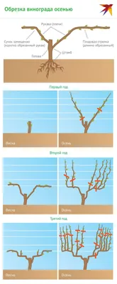 Обрезка винограда осенью для начинающих: как и когда правильно делать в  пошаговых картинках | Виноград, Уход за садом, Садовый контейнер