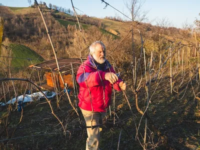 Блог про виноград Киушкина Николая: Укрытие винограда на зиму показанное в  картинках