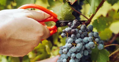 Укройте правильно Молодой виноград первого года на зиму | Виноград и  Виноделие | Дзен