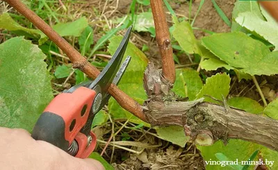 Как правильно обрезать виноград весной - схема для новичков и пошаговая  инструкция с видео
