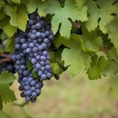 Виноград в Рязанской области