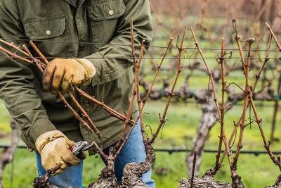 Воспитание винограда — обрезка лозы для начинающих. Фото — Ботаничка