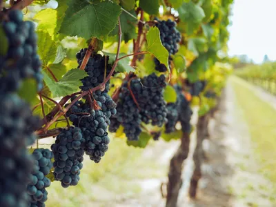 Обрезка винограда - это легко! - Официальный сайт Николая Курдюмова