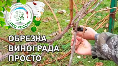 Формировки для технических сортов винограда | Форум VINEYARD