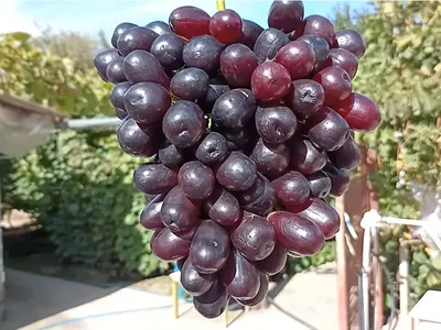 Виноград (ягода) — Википедия