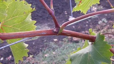 Как правильно обрезать виноградную лозу чтобы был хороший урожай | Грядки в  порядке | Дзен