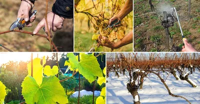 Уход за виноградом с весны до осени – полезные советы начинающим | В саду  (Огород.ru)