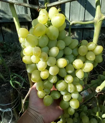 Обрезка винограда для начинающих: подробная инструкция