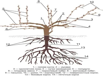 Формирование винограда, обрезка в картинках для начинающих | уДачный проект  | Дзен