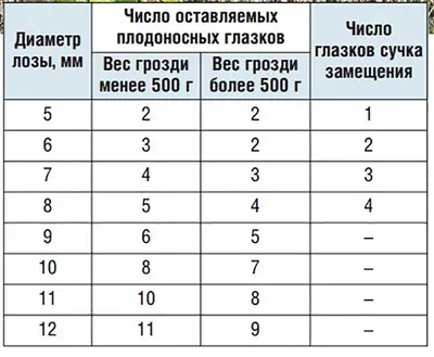 Виноград Восторг, Беларусь, Брестская... - Всё про виноград | Facebook