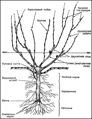 Саженцы винограда