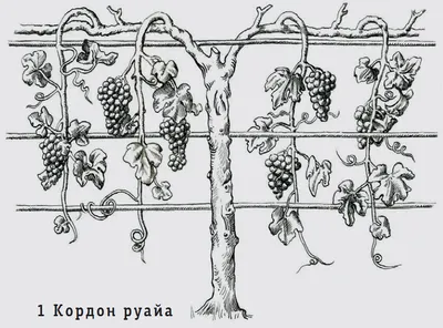 Фигура лозы, формирование куста винограда