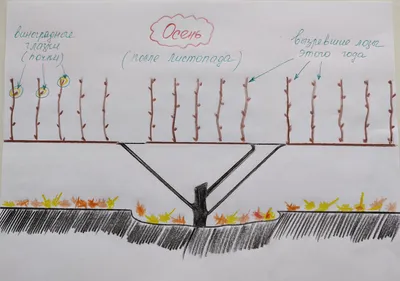 Обрезка молодого куста винограда для \"чайников\" | ВИНОГРАД ЦЕНТР | Дзен