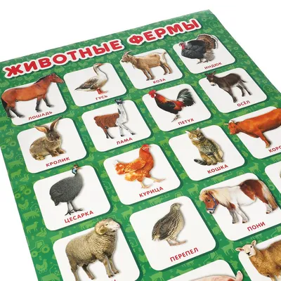 Купить Набор фигурок животных для детей с обучающими карточками «Подводный  мир», карточки, по методике Монтессори (2519488) в Крыму, цены, отзывы,  характеристики | Микролайн