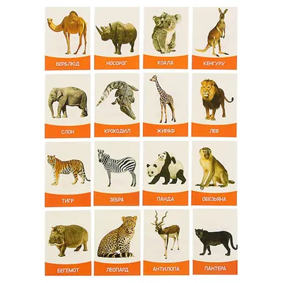 Развивающие карточки для детей \"Животные жарких стран\" - купить в  интернет-магазине с доставкой по всей России