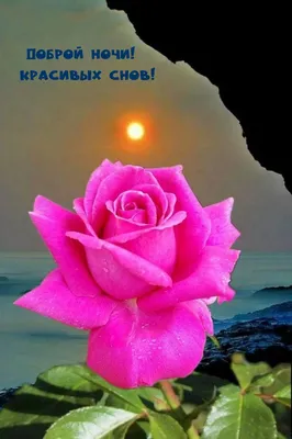 Самые красивые и необычные цветы мира - Glav-Dacha.ru - всё про дачу, сад,  огород и выращивание растений
