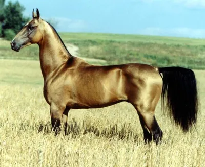 Самые красивые лошади 28 фото